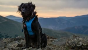 Healthy Dog Food